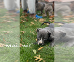 Small Photo #3 American Bully Puppy For Sale in CLEVELAND, OH, USA