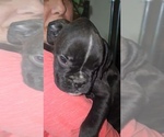 Small #1 Boxer