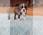 Puppy 3 Boston Terrier