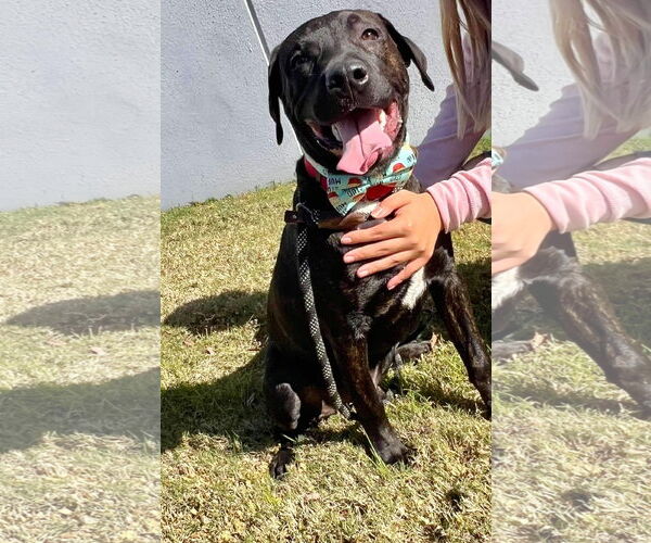 Medium Photo #6 Labrador Retriever-Unknown Mix Puppy For Sale in Munford, TN, USA