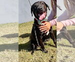 Small #5 Labrador Retriever Mix