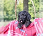 Small #4 Goldendoodle-Poodle (Standard) Mix