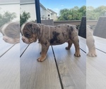 Small Photo #3 Bulldog Puppy For Sale in WATERVILLE, OH, USA