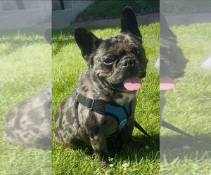 French Bulldog Dogs for adoption in Mundelein, IL, USA