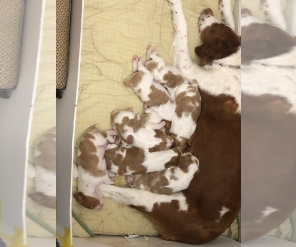 Medium Photo #1 Brittany Puppy For Sale in WESTON, WI, USA