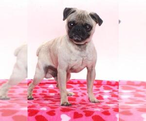 Pug Dog for Adoption in Burbank, California USA