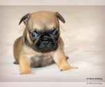 Small Photo #18 French Bulldog Puppy For Sale in WINNSBORO, TX, USA