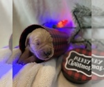 Small Photo #27 Golden Retriever Puppy For Sale in RICHMOND, TX, USA