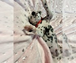 Small Photo #1 Dalmatian Puppy For Sale in TEMPLE, TX, USA