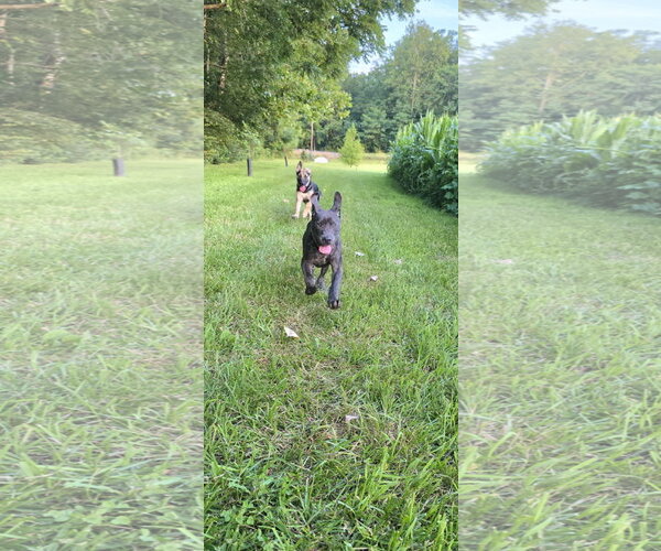 Medium Photo #15 Labrador Retriever-Unknown Mix Puppy For Sale in Germantown, OH, USA