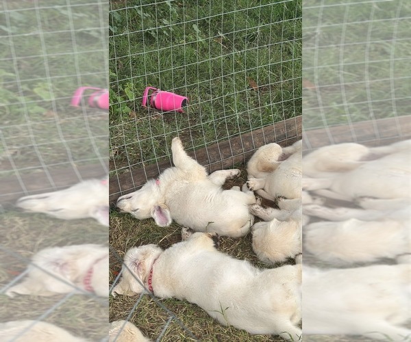 Medium Photo #12 Golden Retriever Puppy For Sale in WILTON, CA, USA