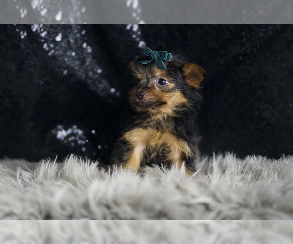 Medium Photo #3 Yorkshire Terrier Puppy For Sale in WARSAW, IN, USA