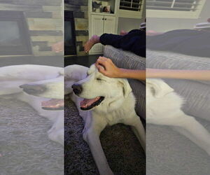 - Mix Dogs for adoption in Bountiful, UT, USA