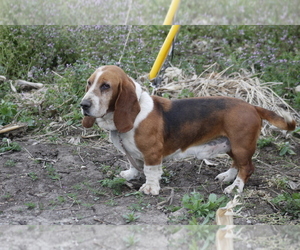 Father of the Basset Hound puppies born on 02/28/2023