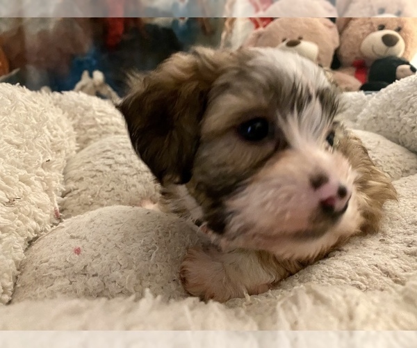 Medium Photo #8 Zuchon Puppy For Sale in RENO, NV, USA