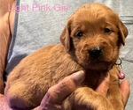 Small #2 Golden Retriever