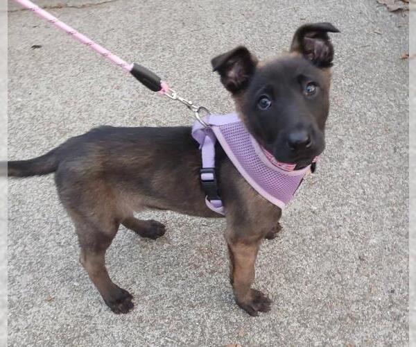 Medium Photo #1 Mutt Puppy For Sale in Martinez, CA, USA