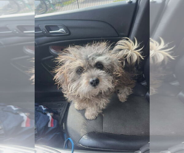 Medium Photo #4 Mutt Puppy For Sale in New York, NY, USA