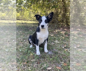 Texas Heeler Puppy for sale in ORLANDO, FL, USA
