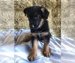 Small Photo #7 German Shepherd Dog Puppy For Sale in BOWLING GREEN, KY, USA