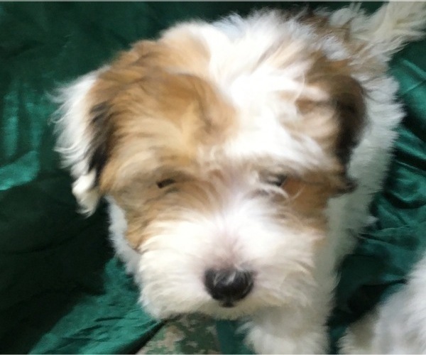 Medium Photo #17 Havanese Puppy For Sale in FENTON, MO, USA