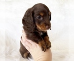 Small #6 Dachshund