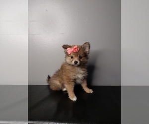 Pomeranian Puppy for sale in INDIANAPOLIS, IN, USA