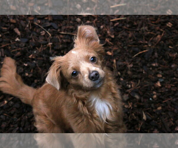 Medium Photo #1 Chihuahua-Unknown Mix Puppy For Sale in Sequim, WA, USA