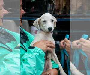 Lyra - special girl - Female Labrador Retriever-Unknown Mix Dog for Adoption - Photo #4