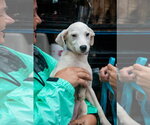 Small Photo #4 Labrador Retriever-Unknown Mix Puppy For Sale in Oakhurst, NJ, USA