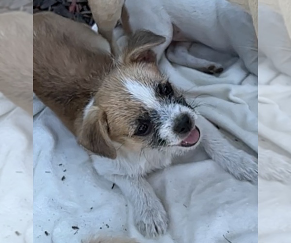 Medium Photo #1 Jack Chi Puppy For Sale in OAKLEY, CA, USA