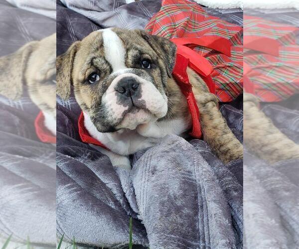 Medium Photo #1 English Bulldog Puppy For Sale in HAYWARD, CA, USA