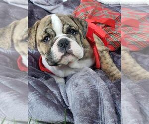 English Bulldog Puppy for sale in HAYWARD, CA, USA