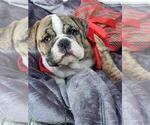 Small Photo #1 English Bulldog Puppy For Sale in HAYWARD, CA, USA