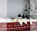 Small Photo #1 Bernedoodle (Miniature) Puppy For Sale in FRANKLIN, IN, USA