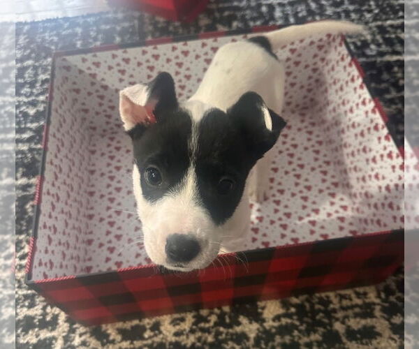 Medium Photo #1 American Pit Bull Terrier-American Staffordshire Terrier Mix Puppy For Sale in Chester, VA, USA