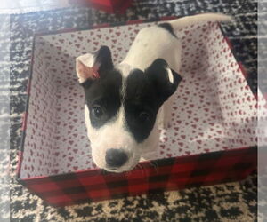 American Pit Bull Terrier-American Staffordshire Terrier Mix Dogs for adoption in Chester, VA, USA