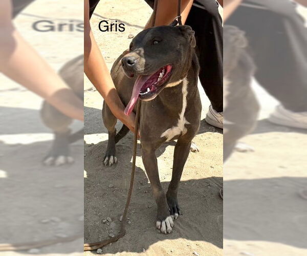 Medium Photo #2 American Pit Bull Terrier-Unknown Mix Puppy For Sale in Fallbrook, CA, USA