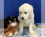 Small Photo #4 Goldendoodle Puppy For Sale in DUNDEE, OH, USA