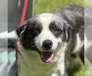 Australian Shepherd-Unknown Mix Dogs for adoption in Yardley, PA, USA