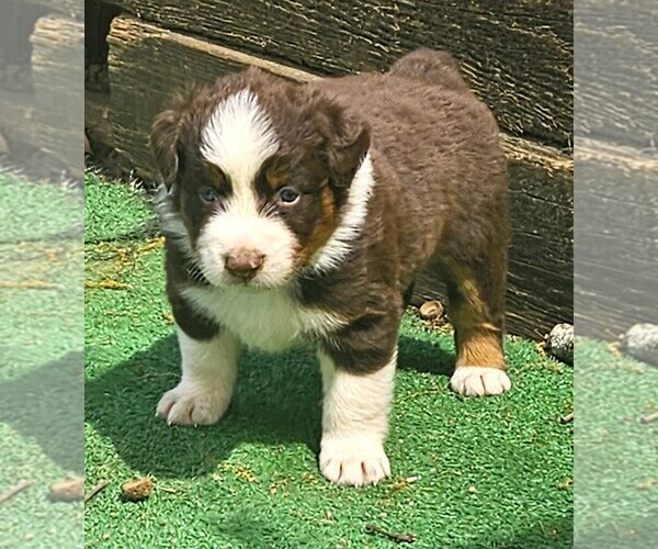 Medium Photo #9 Australian Shepherd Puppy For Sale in NELSON, VA, USA