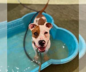 Mutt Dogs for adoption in Las Vegas, NV, USA