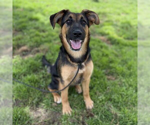 Medium Photo #1 German Shepherd Dog-Unknown Mix Puppy For Sale in Modesto, CA, USA