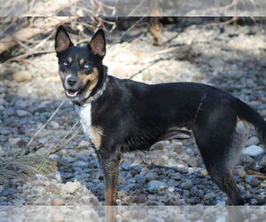 Mutt Dogs for adoption in Paso Robles, CA, USA