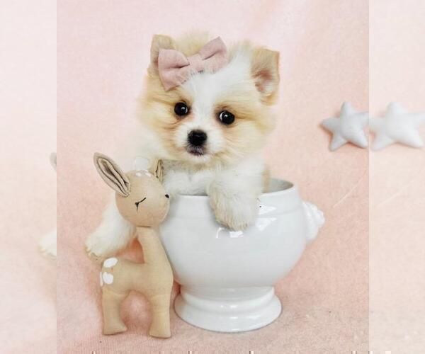 Medium Photo #13 Pomeranian Puppy For Sale in BOSTON, MA, USA