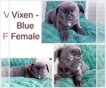 Image preview for Ad Listing. Nickname: Vixen