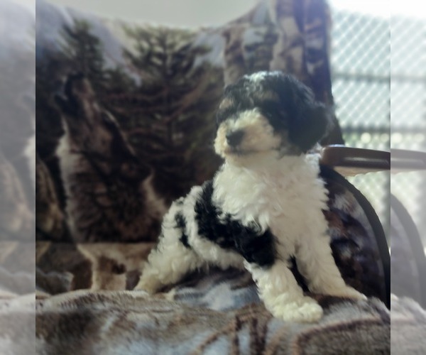 Medium Photo #2 Poodle (Toy) Puppy For Sale in FRYTOWN, IA, USA
