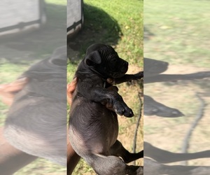 American Bully Puppy for sale in NIXA, MO, USA