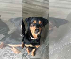 Labrottie Dogs for adoption in Holly Springs, NC, USA