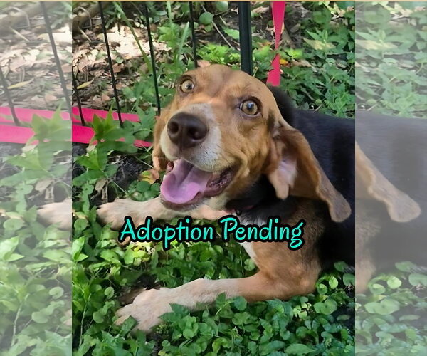 Medium Photo #1 Beagle Puppy For Sale in Dunnellon, FL, USA